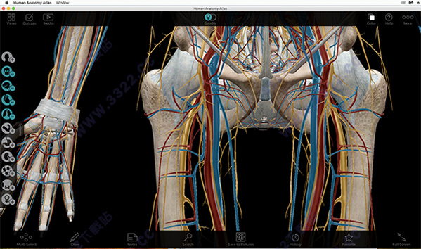 Human Anatomy Atlas for Mac破解版 